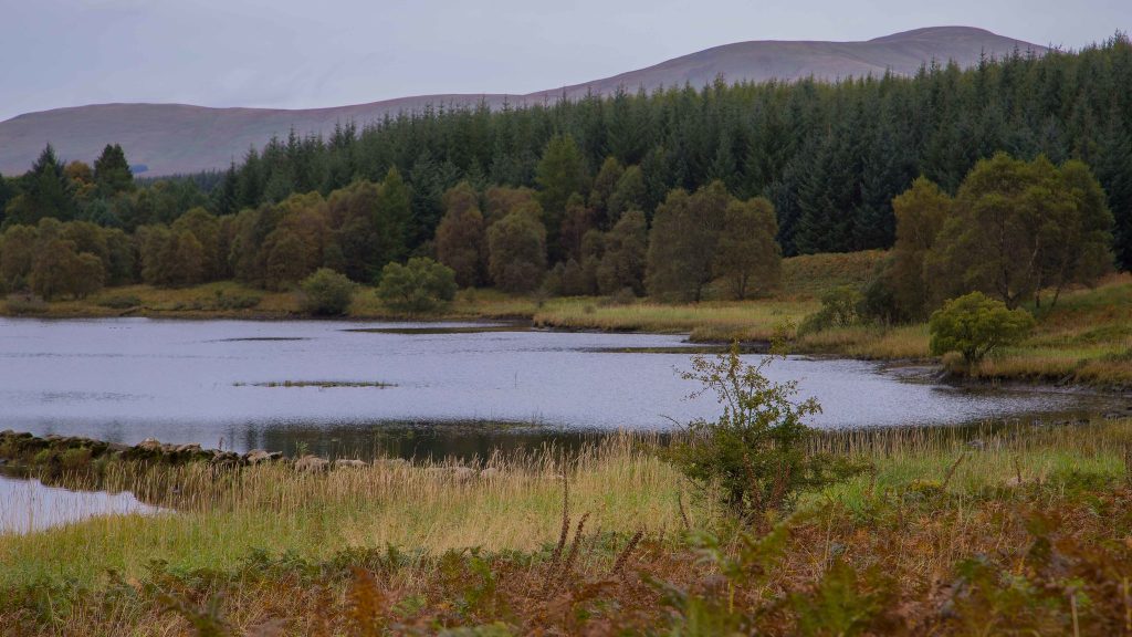 Carsphairn Community Woodland